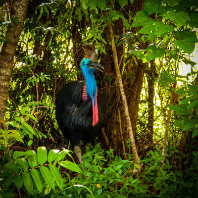 Cassowary In Mission Beach